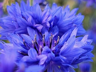 close up of blue flower,flowers in the garden, flower close-up