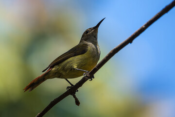 The fire-tailed sunbird (Aethopyga ignicauda) is a captivating species found primarily in the Himalayas.