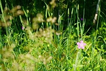 a pink carnation flower among green grasses in a meadow in summer. The concept of using the gifts of nature to make healthy eco-friendly teas