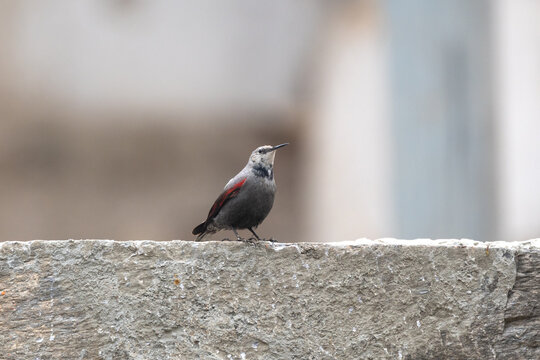 The wallcreeper (Tichodroma muraria ) is a small passerine bird found throughout the high mountains. It belongs to the family of Tichodromidae.