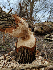Castor fiber beaver european felling trees by biting gnawing teeth trunks eats tree bark and also...