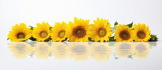 Sunflowers and their reflections on a clean white backdrop create a minimalist setting with space for adding text or other elements in the image. with copy space image