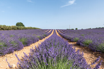 View of lavender fields in the Provence region in the South of France