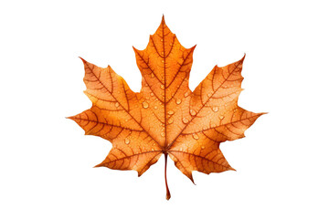 Autumn Maple Leaf on nsparent Background