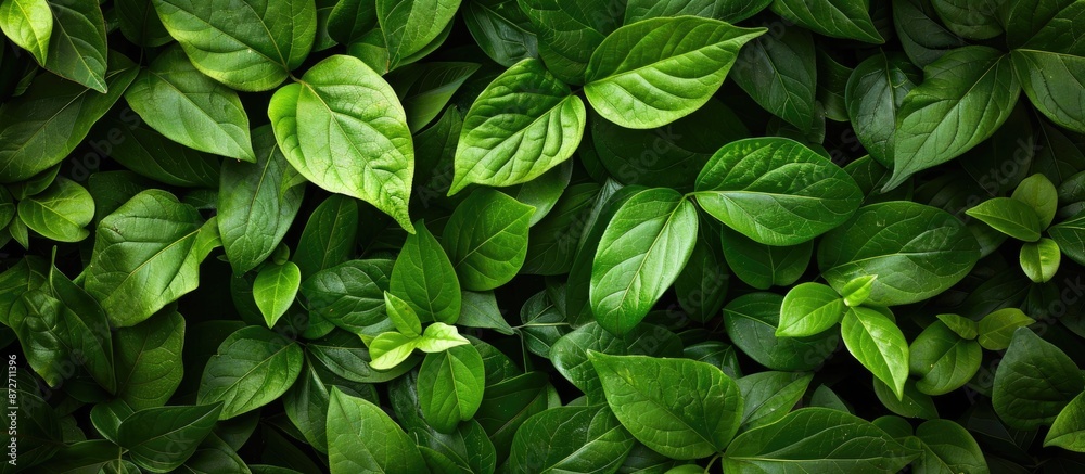 Poster background of lush green leaves creating a natural backdrop with textured leaves, allowing for a cop