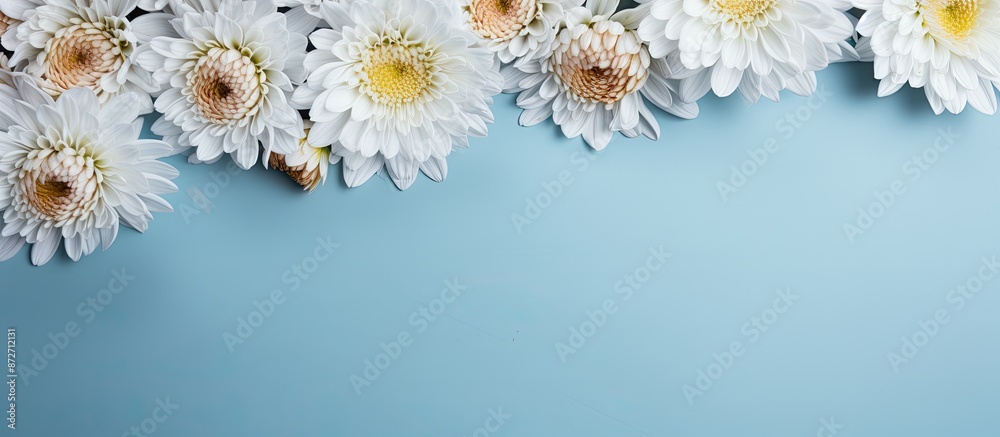 Poster Chrysanthemum flowers on a light blue backdrop creating a flat lay composition with copy space image.