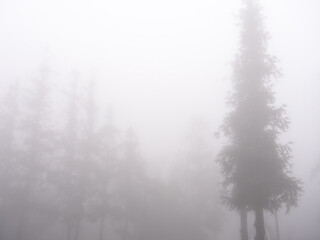 Silhouette of Big House Pines in The Foggy Day