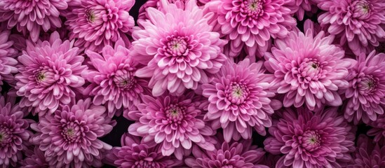 Chrysanthemums, also known as chrysanthemum flowers, create a beautiful display with copy space image.