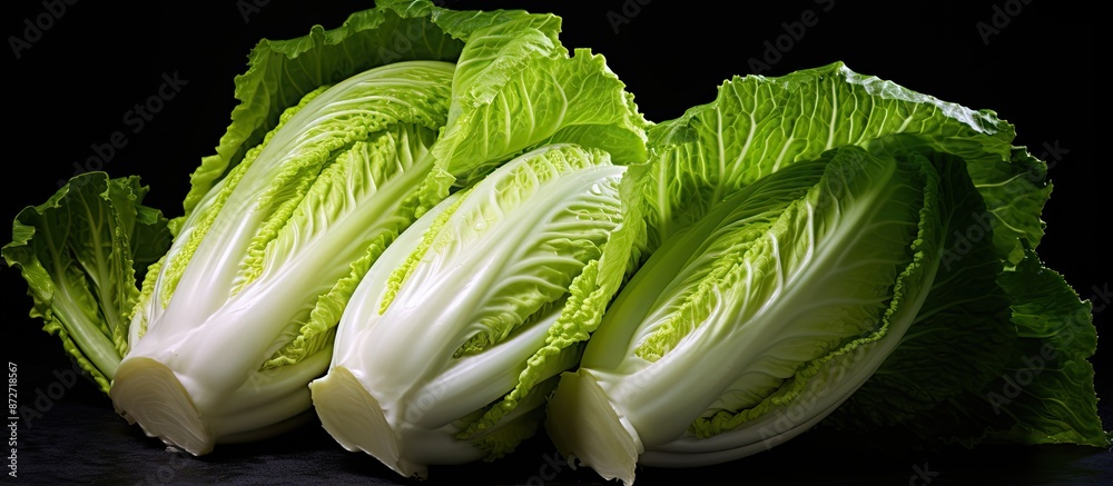 Leinwandbilder Fresh Chinese cabbage displayed on a dark backdrop with available copy space image.