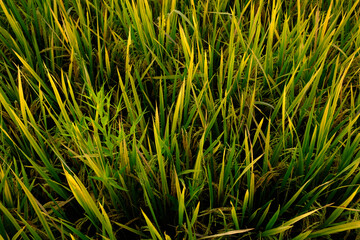 portrait of ripe yellow rice ready for harvesting 