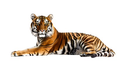Tiger isolated on transparent background