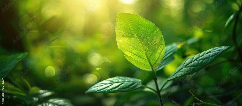 Canvas Prints Green leaf closeup on a blurred foliage background in a garden with copy space image for text, ideal for summer-themed designs focusing on natural greenery and fresh aesthetics.