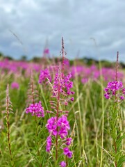 Vibrant field of pink wildflowers under a cloudy sky, showcasing the beauty of nature