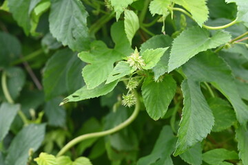The female flower of hops. Cannabaceae perennial vine. Dioecious, it is the ingredient that gives...