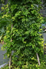 The female flower of hops. Cannabaceae perennial vine. Dioecious, it is the ingredient that gives bitterness and aroma to beer.