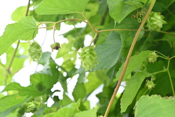 The female flower of hops. Cannabaceae perennial vine. Dioecious, it is the ingredient that gives bitterness and aroma to beer.