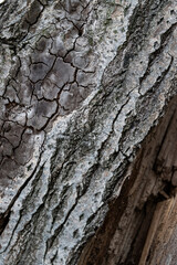 Bark of a tree texture