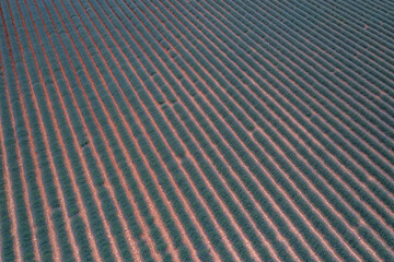 View of lavender fields in the Provence region in the South of France