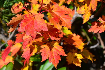 爺ヶ岳の紅葉