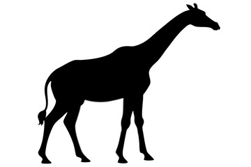 Giraffe illustration , giraffe vector illustration, giraffe silhouette, animal silhouette isolated vector Illustration, png, Funny cute giraffe, Jumping cartoon Pats