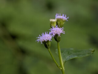 Fototapeta premium bandotan flower (Ageratum conyzoides) with blur background