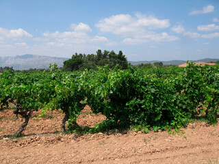 wine is one of the oldest cultivated plants