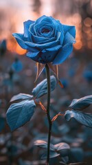A blue rose with sparkling background light