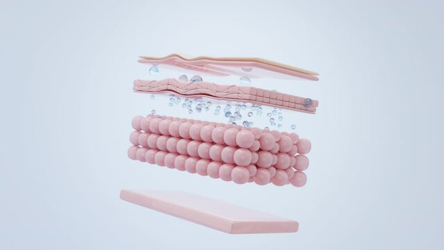 hyaluronic acid absorb to skin layer. 3D rendering.