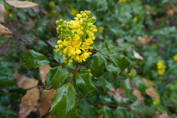 Bright yellow flowers of Mahonia aquifolium in April