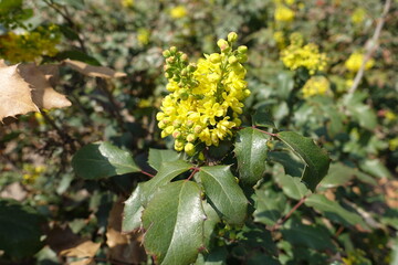 Opening yellow flowers of Mahonia aquifolium in April