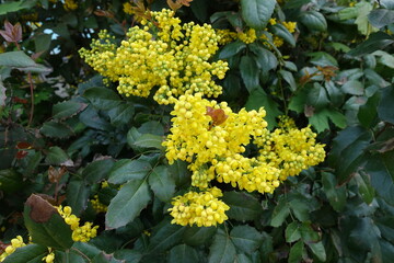 Numerous yellow flowers of Mahonia aquifolium in May