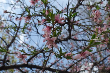 Closeup of pink flowers of peach tree against blue sky in April