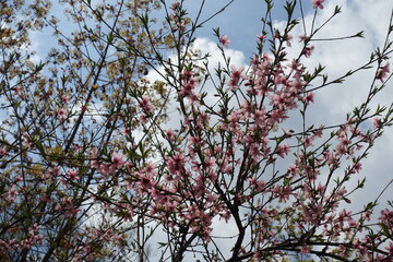 Lots of pink flowers of peach tree against the sky in April