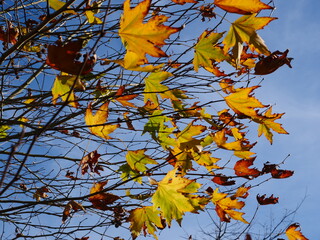 Last colourful autumn leaves still holding on tree branches lit by winter sun. Location: Ngaruawahia New Zealand