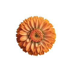 Calendula flower