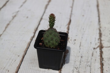 opuntia Freiburg kaktus opuncja © Perovskia