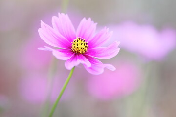 コスモスの花のある風景