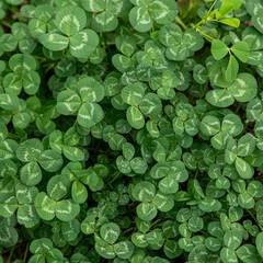green 3 leaf clover background