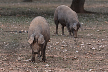 the Iberian pig grazing in the pasture