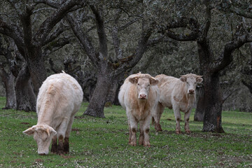 Naklejka premium white cow in the pasture, with oaks