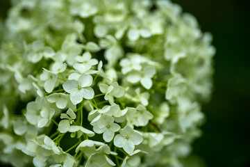 青や紫、ピンクなどカラフルな花を咲かせる紫陽花