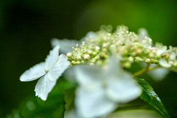 青や紫、ピンクなどカラフルな花を咲かせる紫陽花