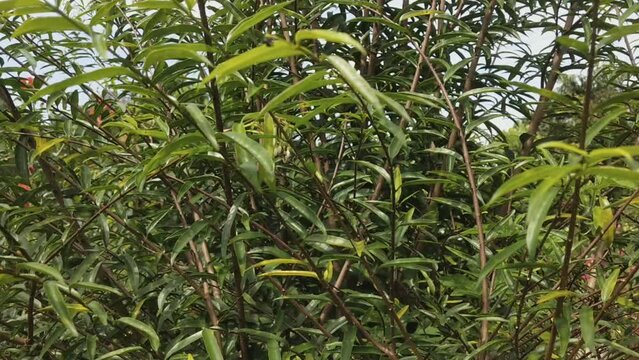 Public toilets with row of urinals for men in public places. photo taken in malaysia
