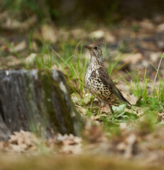 Juvenile song thrush in the forest