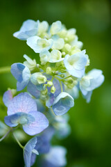 青や紫、ピンクなどカラフルな花を咲かせる紫陽花