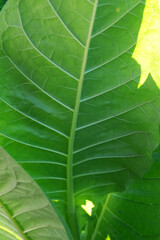 A Tobacco plantation stretches into the horizon, with rows of vibrant green leaves. A single tobacco plant, showcasing its broad, green leaves. The leaves are slightly textured, highlighting its growt