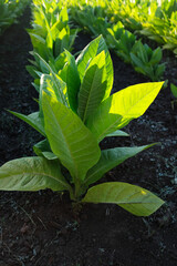 A Tobacco plantation stretches into the horizon, with rows of vibrant green leaves. A single tobacco plant, showcasing its broad, green leaves. The leaves are slightly textured, highlighting its growt