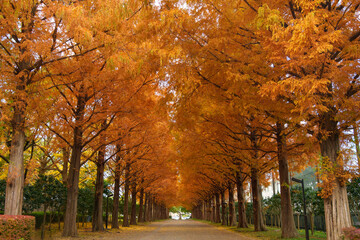Fototapeta premium 秋のメタセコイア並木（平塚市総合公園）