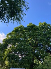 trees and sky