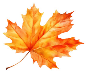 Obraz premium PNG Maple plant leaf tree.